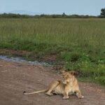 Nairobi national park and Giraffe center - The Practicalities of the Tour