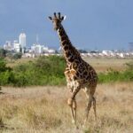 Nairobi National Park and Giraffe Center Day Tour - Practical Details: Making the Most of Your Day