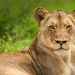 Nairobi National park And Giraffe Center: Free Wi-Fi Connection - The Practicalities