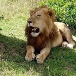 Nairobi National Park and Giraffe Center from Kenya with a Guide - What’s Included and Not Included