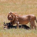 Nairobi National Park, Baby Elephant Orphanage and Giraffe Center - The Itinerary in Detail