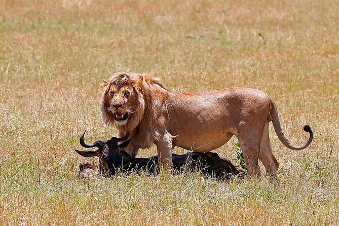 Nairobi National Park, Baby Elephant Orphanage and Giraffe Center - The Itinerary in Detail