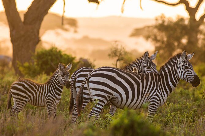 Nairobi National Park Day Tour - Wildlife Spotting: What You Can Expect