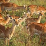 Nairobi National Park Early Morning or Afternoon Game Drive - Final Thoughts