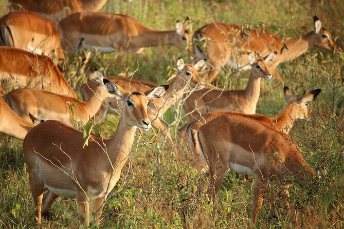 Nairobi National Park Early Morning or Afternoon Game Drive - Final Thoughts