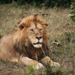 Nairobi national park Elephant orphanage and giraffe center tour. - Transport and Comfort