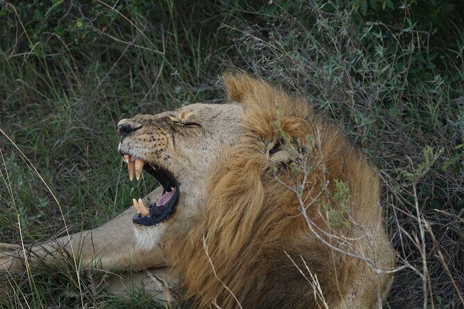 Nairobi National Park, Elephant Orphanage and Giraffe Center Tour - Why This Tour Offers Good Value