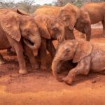 Nairobi National Park, Elephant Orphanage and Giraffe Centre - What’s Included and What’s Not?