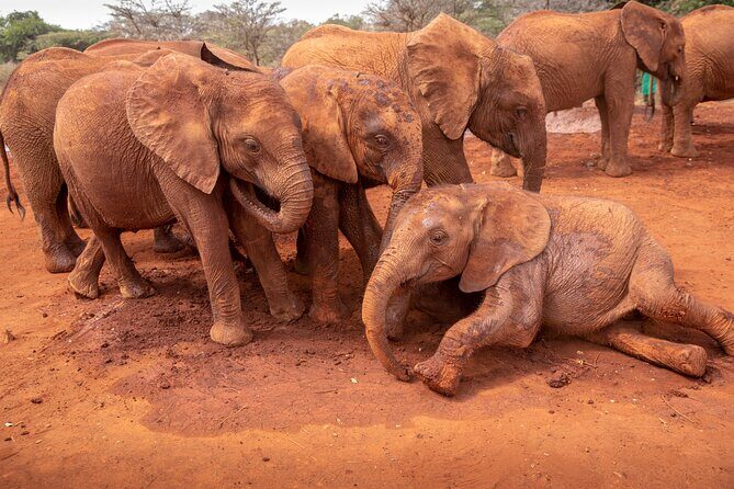 Nairobi National Park, Elephant Orphanage and Giraffe Centre - What’s Included and What’s Not?
