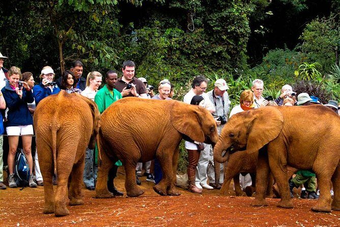 Nairobi National Park, Elephant Orphanage, Giraffe Centre Tour - Who Will Appreciate This Tour?