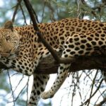 Nairobi National Park game drive. Free Airport pick / drop off. - What Do the Reviews Say?