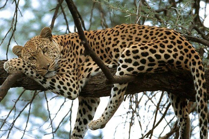Nairobi National Park game drive. Free Airport pick / drop off. - What Do the Reviews Say?