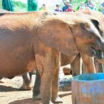 Nairobi National Park Game Drive With free Pick Up - Practical Tips for Your Tour