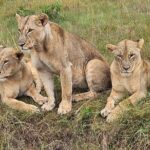 Nairobi National Park Game Drive With Free Pick Up Group Joining - How the Experience Feels in Practice