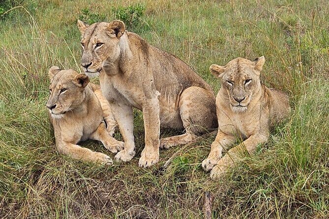 Nairobi National Park Game Drive With Free Pick Up Group Joining - How the Experience Feels in Practice