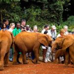 Nairobi National Park, Giraffe Center and Elephant Orphanage Day Tour from Nairobi - Practical Details and What to Expect