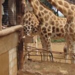 Nairobi National Park Giraffe Center Carnivore Lunch - The Itinerary Breakdown