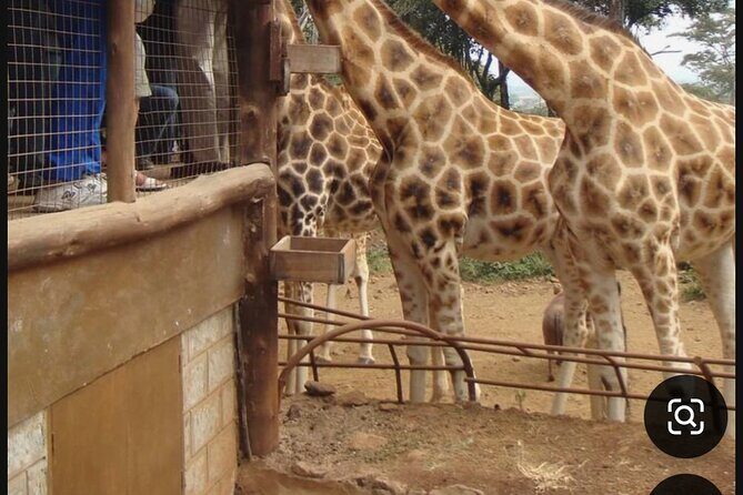 Nairobi National Park Giraffe Center Carnivore Lunch - The Itinerary Breakdown