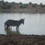 Nairobi National Park/ Giraffe Centre - Who Will Love This Tour?
