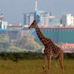 Nairobi National Park Group Shared Tour - Who Would Love This Tour?