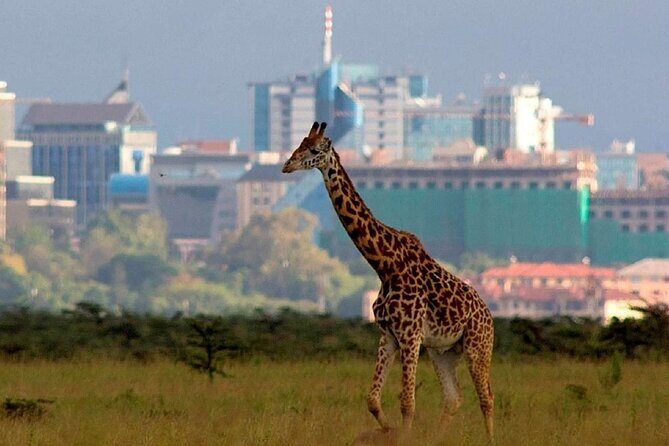 Nairobi National Park Group Shared Tour - Who Would Love This Tour?