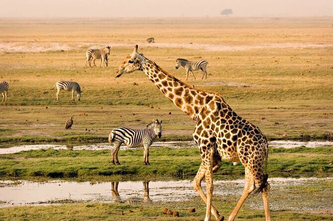 Nairobi National Park Group Tour - Practical Details and Logistics
