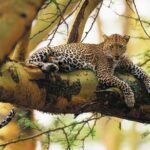 Nairobi National Park Guided Half Day Tour Game Drive- FREE WIFI - What to Expect During the Game Drive