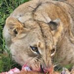 Nairobi National Park Half-day Game Drive - Practical Tips for Making the Most of Your Safari
