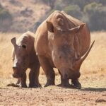 Nairobi National Park Half Day Game Drive Tour With Free WIFI - Transportation, Duration, and Practical Aspects