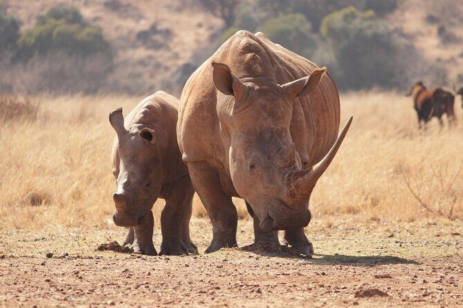 Nairobi National Park Half Day Game Drive Tour With Free WIFI - Transportation, Duration, and Practical Aspects