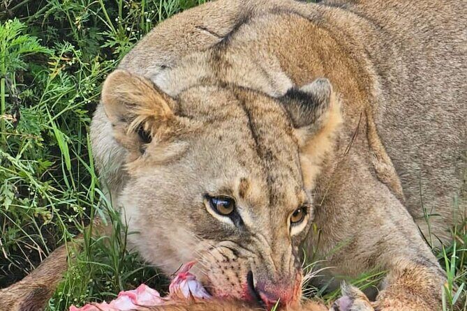 Nairobi National Park Half-day Game Drive - Practical Tips for Making the Most of Your Safari