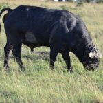 Nairobi National Park Half Day Tour - The Itinerary in Detail
