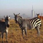 Nairobi national park half day tour - Why This Tour Offers Great Value