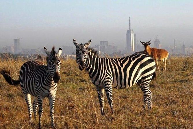Nairobi national park half day tour - Why This Tour Offers Great Value