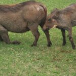 Nairobi National Park Half Day Tour - Exploring the Itinerary