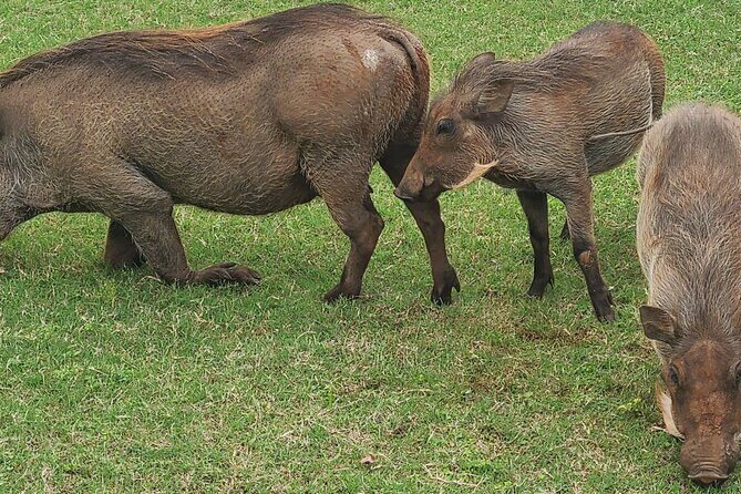 Nairobi National Park Half Day Tour - Exploring the Itinerary
