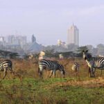 Nairobi National Park Half Day Tour - Who Should Consider This Tour?