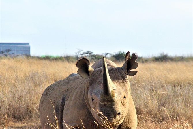 Nairobi National Park Half Day Tour - What to Expect During the Tour