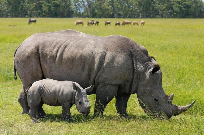 Nairobi National Park half day tour - Practical Details
