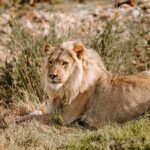 Nairobi National Park half-Day Tour; Free wifi Connection - What the Tour Entails: A Detailed Breakdown