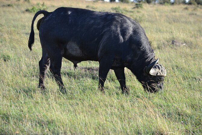Nairobi National Park Half Day Tour - The Itinerary in Detail