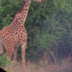 Nairobi National Park Half Day with Pickup - Authentic Experiences and Reviews