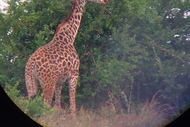 Nairobi National Park Half Day with Pickup - Authentic Experiences and Reviews