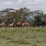 Nairobi National Park Morning Game Drive - Authentic Guest Insights