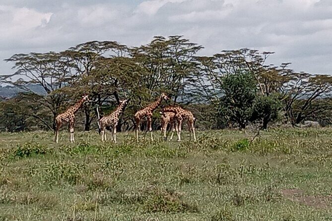 Nairobi National Park Morning Game Drive - Authentic Guest Insights