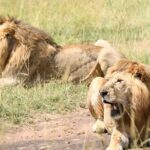 Nairobi National park private day tour - What Travelers Say About the Experience