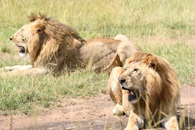 Nairobi National park private day tour - What Travelers Say About the Experience