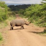 Nairobi National Park Private Safari - Who Is This Tour Best For?