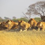 Nairobi National Park private safari in a 4*4 landcruiser - Authentic Experiences from Reviewers