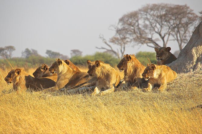 Nairobi National Park private safari in a 4*4 landcruiser - Authentic Experiences from Reviewers